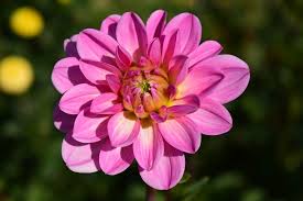 The moon names we use in the old farmer's almanac come from native american, colonial american, or other traditional north american sources passed down through generations. 20 Exotic And Colorful Indian Flowers Morflora