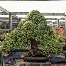 The jade bonsai is from the crassula species and is known to bring good. Dwarf Jade Bonsai Techniques Adam S Art And Bonsai Blog