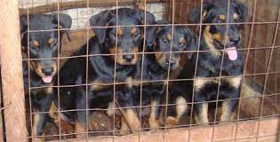 Reaping Big From Dog Rearing With Less Than Sh100 000 The Standard