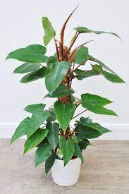Wie pflege ich philodendron richtig? Philodendron Red Emerald Philodendren Pflanzen Der Palmenmann
