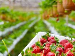 Maybe you would like to learn more about one of these? A Juicy Guide To Strawberry Picking In Korea This Winter Trazy Blog