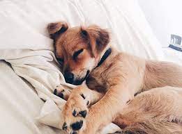 Should You Let Your Dog Sleep With You 7 Benefits To Consider