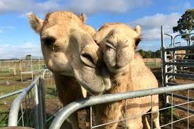 A mother and a baby camel were lying around, and suddenly the baby camel asked, mother, may i ask you some questions? What S Next For Our Camel Babies Qcamel Milk Dairy