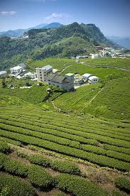 tea garden of alishan taiwan photo by imagemore co ltd with pin it button on fineartamerica alishan taiwan travel pictures outdoor travel