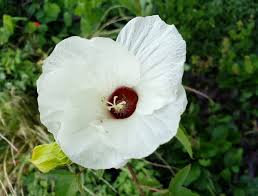 Image result for Hibiscus noldeae
