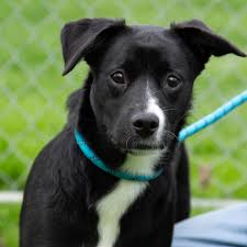 Animal Rescue And Animal Shelter Services In Oneida County | Anitas Stevens  Swan Humane Society