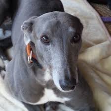 Greyhound racing is a sport in the united kingdom. Adopt A Greyhound Grey2k Usa Worldwide