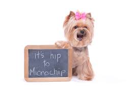 Lost pets that have a microchip are far more likely to be reunited with their owners. Microchip Identification System Allcare Veterinary Hospital Of Pacificaallcare Veterinary Hospital Of Pacifica