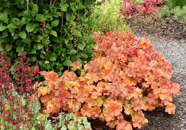 View all wholesale nurseries in massachusetts, united states and their contact information. Terra Nova Nurseries Releases List Of Best Varieties For Garden Specific Applications Lawn Garden Retailer