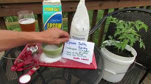 Epsom salt (magnesium sulfate) provides two important nutrients (magnesium and sulfur) that are essential for vigorous plant growth and development. Epsom Salt For Plants Home Improvement Epsom Salt For Plants