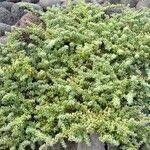 Image result for Suaeda vermiculata