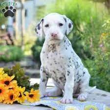 Sherri Dalmatian Puppy For Sale In Ohio Dalmatian Puppies For Sale Dalmatian Puppy Puppies