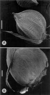 Image result for Schoenoplectiella microglumis