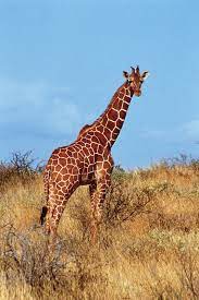 Giraffes are closely related to cows, antelope, and deer, all of which diverged around 25 million years ago. Artiodactyl Definition Diet Facts Britannica