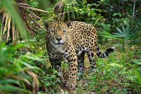 Big Cat Jaguar Panthera Onca In Rainforest Jungle Tom Pat Leeson Amazon Rainforest Animals Rainforest Animals Jaguar Animal