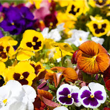 Image result for Viola x wittrockiana `Hiemalis`