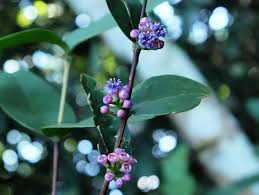 Image result for Memecylon