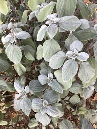 Image result for Plectranthus guruensis