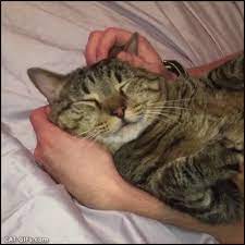 Animated Cat Gif I Was Petting My Cat Then He Goes All Demonic Eyed Umm Declaration Of War Cats Cat Gif Cats And Kittens