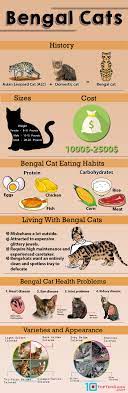 Pin On Bengal Cat The Adorable Kitten