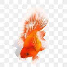 lucky red koi goldfish watercolor hand painted hand book goldfish clipart lucky red png transparent clipart image and psd file for free download ในป 2021 ปลาทอง ส น ำ โชคด