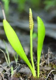 Image result for Ophioglossum convexum