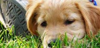 Golden retriever puppies mn facebook. Goldens Of Empire Akc Golden Retriever Puppies Home Facebook