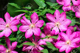 We did not find results for: Large Purple Clematis Flowers Clematis From The Viticella Group Clematis Ville De Lyon Stock Photo Picture And Royalty Free Image Image 103297637