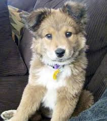 One way to determine the ancestry of your mixed breed is through a dna test. Golden Retriever Siberian Husky Mix For Sale Petsidi
