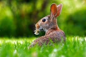 Rabbits can eat dandelion greens or tops (fresh or dried stems and leaves) in moderation. Can Rabbits Eat Flowers Rabbits Life