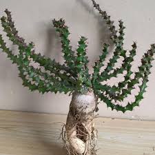 Image result for Euphorbia duseimata