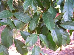 Image result for Sorindeia katangensis