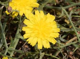 Image result for Launaea rogersii