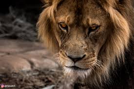 Brown Lion Wallpaper Wildlife Animals Zoo Mammals Animal Themes Animal Wildlife Wallpaper For You Hd Wallpaper For Desktop Mobile 5,000+ vectors, stock photos & psd files. brown lion wallpaper wildlife animals