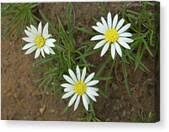 Image result for Hirpicium