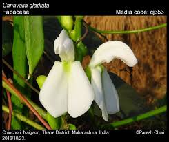 Image result for Canavalia gladiata