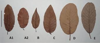 Image result for Monotes africanus