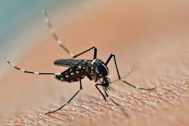 Kebanyakkan tanda tanda demam denggi adalah sama seperti demam virus yang lain. Virus Zika Gejala Penyebab Dan Mengobati Alodokter