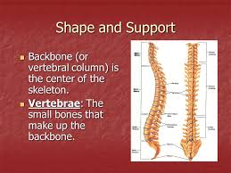 How many cervical vertebrates are there? The Skeletal System Ppt Video Online Download