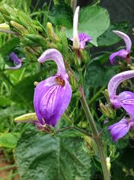 Image result for Brillantaisia oligantha