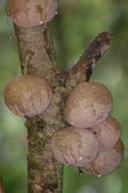 Image result for Achariaceae
