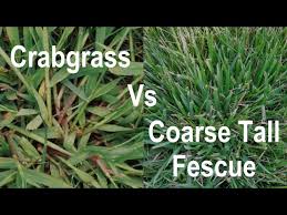 When it comes to keeping and. How To Identify Crabgrass In A Lawn Crabgrass Vs Coarse Tall Fescue Problem Grasses Youtube