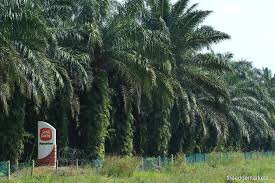 Sime darby auto hyundai sdn. Sime Darby Plantation Goes Deeper Downstream The Edge Markets
