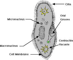 Image result for diagram of amoeba paramecium and euglena