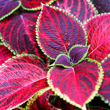 Image result for Coleus