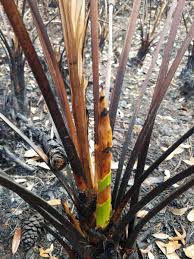 Image result for Secamone retusa