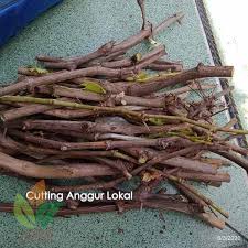 Jenis dan macam akar tumbuhan. Jual Cutting Stek Anggur Lokal Untuk Akar Agro Bibit Id