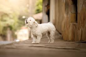 Huấn luyện chó Poodle sủa theo lệnh