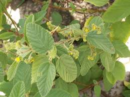 Image result for Waltheria indica