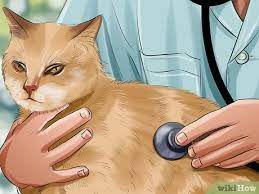How To Tell If A Cat Has A Sore Throat 9 Steps With Pictures